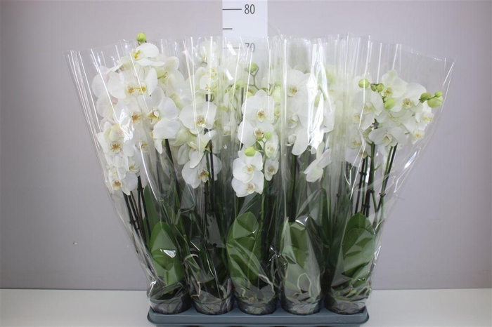 <h4>Phal Wit 3 Tak A2</h4>