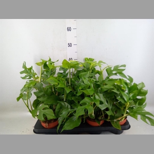 Rhaphidophora tetrasperma