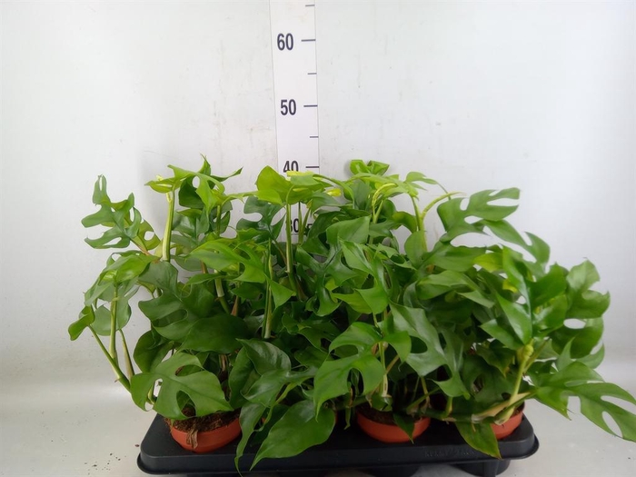 <h4>Rhaphidophora tetrasperma</h4>