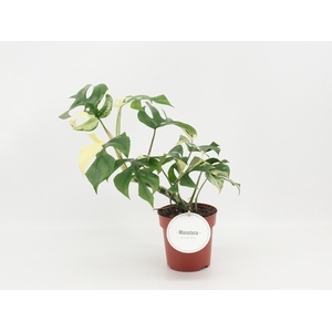 Monstera Minima Variegata B - Grade