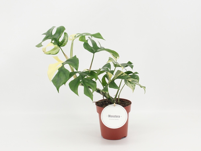 <h4>Monstera Minima Variegata B - Grade</h4>