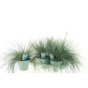 Festuca glauca Intens Blue