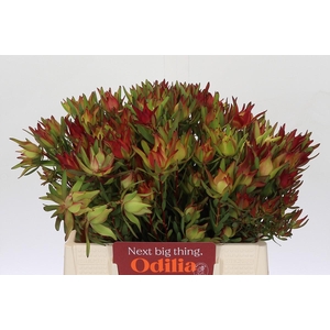 Leucadendron Yellow Blush Spray