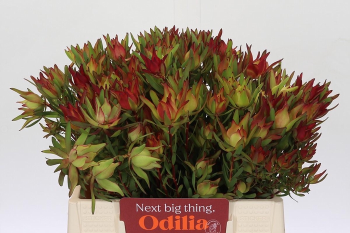 Leucadendron Yellow Blush Spray