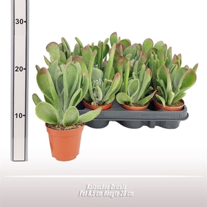 Kalanchoe