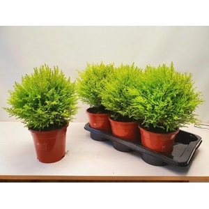 CUPR MA GOLDC VORMEN