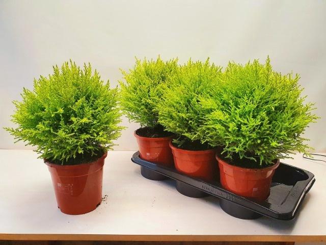 <h4>CUPR MA GOLDC VORMEN</h4>