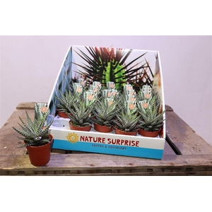 Haworthia F Big Band