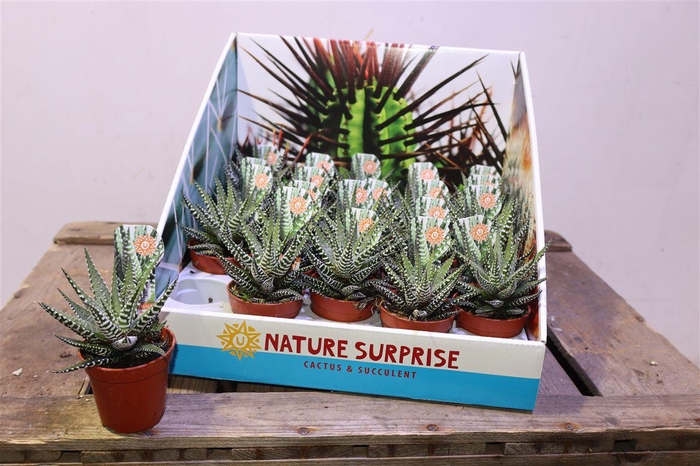 <h4>Haworthia F Big Band</h4>