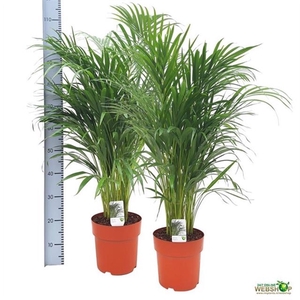 Areca lutescens 23Ø 110cm 20pp