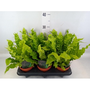 Asplenium nidus 'Crispy Wave'