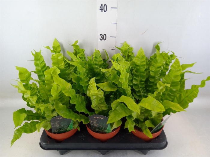 <h4>Asplenium nidus 'Crispy Wave'</h4>