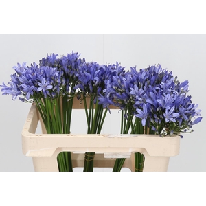 Agapanthus Intermedia