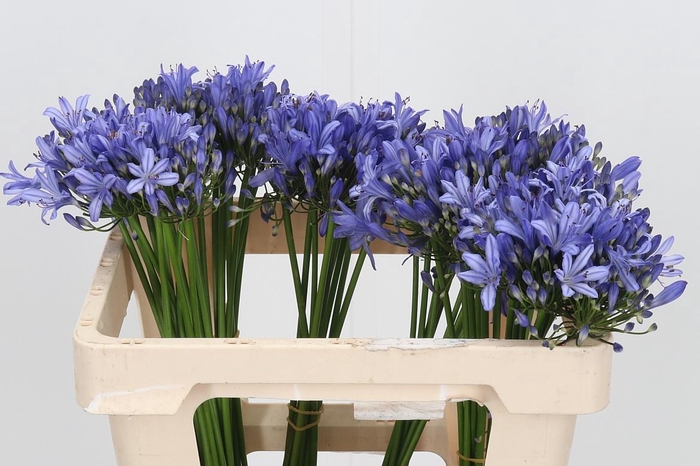 <h4>Agapanthus Intermedia</h4>