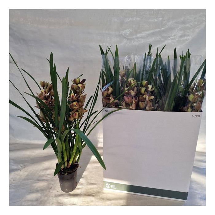 <h4>CYMB OVERIG</h4>