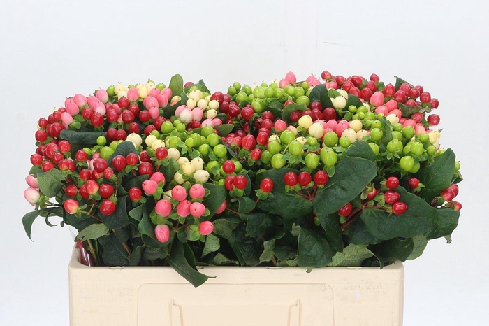 <h4>Hypericum Rainbow Romance</h4>