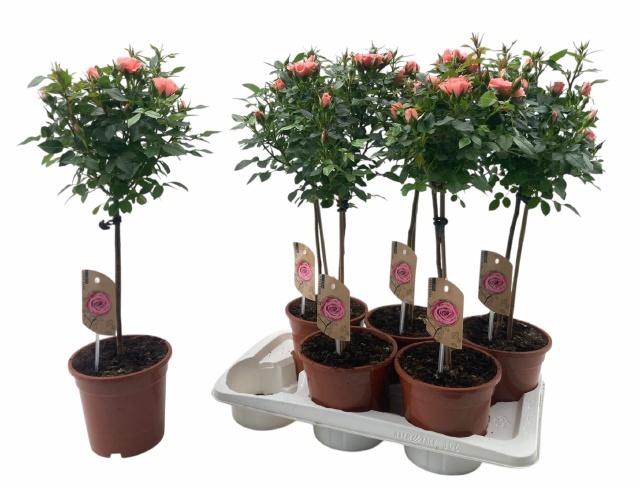 <h4>ROSA ST OV</h4>