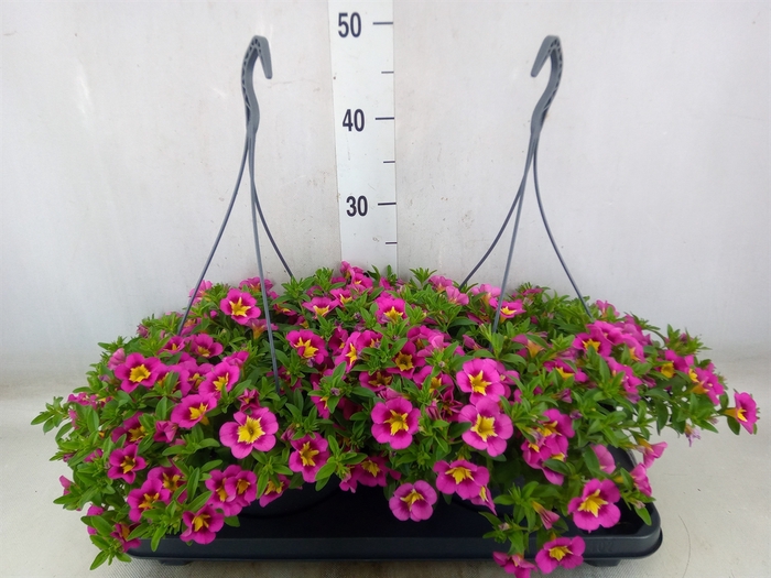 <h4>Calibrachoa   ...mix</h4>