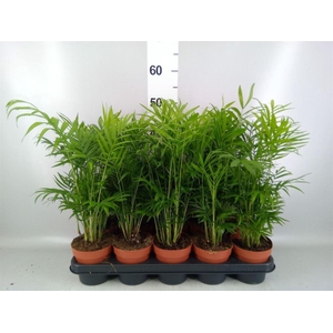 Chamaedorea elegans