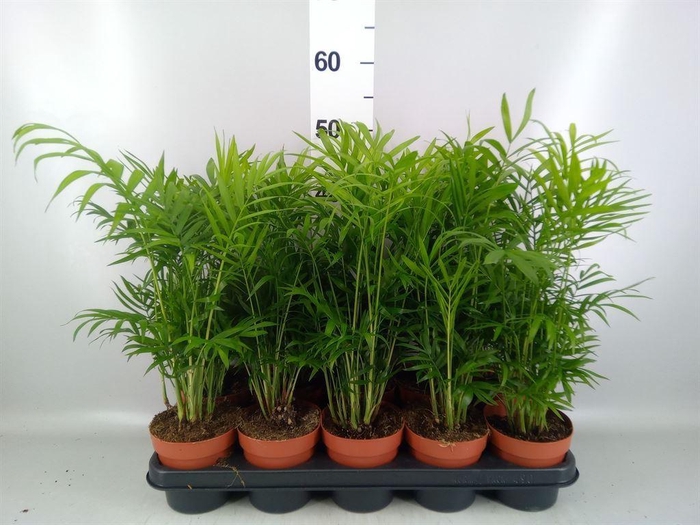 <h4>Chamaedorea elegans</h4>