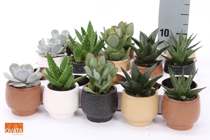 <h4>SUCC GEM 5 SRT</h4>