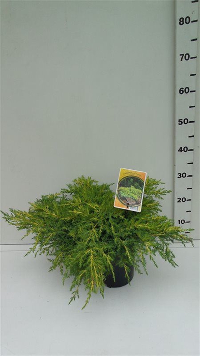 <h4>Juniperus x pfitzeriana Gold Star</h4>