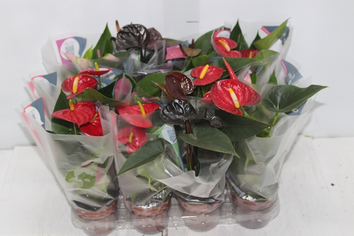 <h4>ANTHURIUM VARIADO P09</h4>