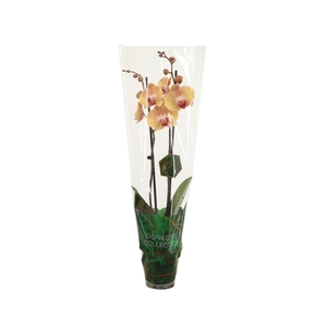 Signature Phal After Glow 2T16+