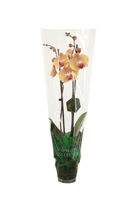 <h4>Signature Phal After Glow 2T16+</h4>