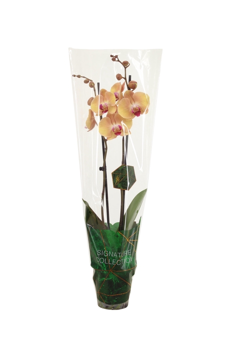 <h4>Signature Phal After Glow 2T16+</h4>