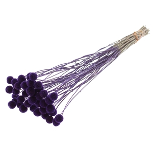 Craspedia Dried Purple