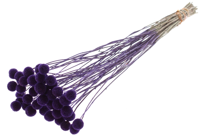 <h4>Craspedia Dried Purple</h4>
