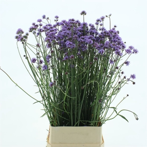 Verbena Has P Spires