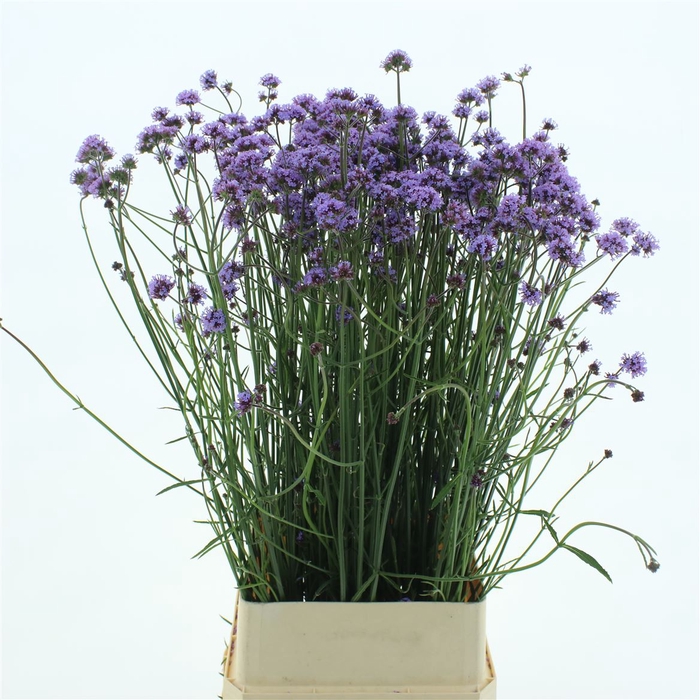 <h4>Verbena Has P Spires</h4>