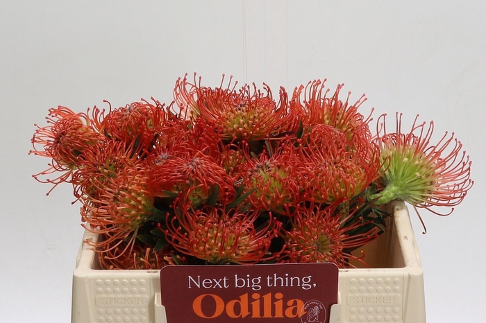 <h4>LEUCO CO SUCCESSION</h4>