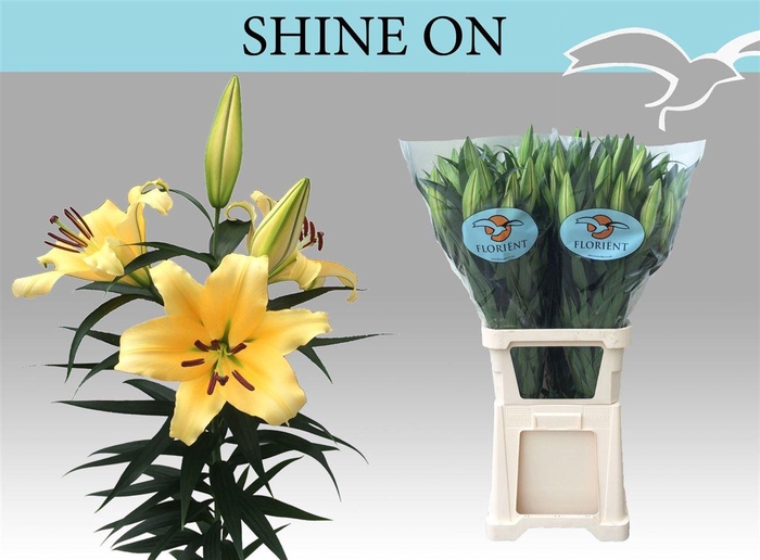 <h4>Li Or Shine On (rijper)</h4>