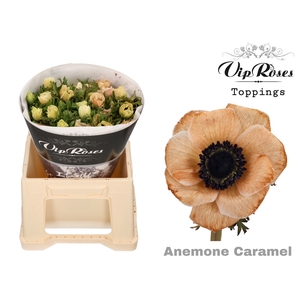 ANEM CERISE RED x 50