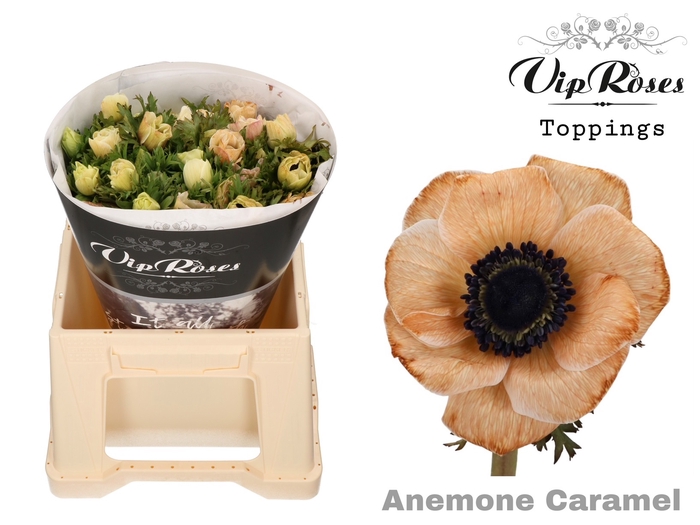 <h4>Anem Caramel X 50</h4>