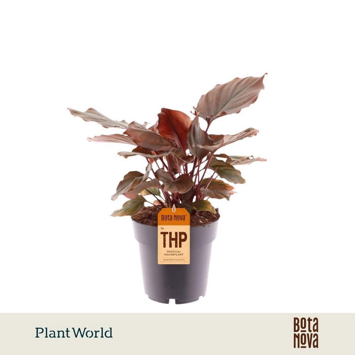<h4>Homalomena Flaming Red</h4>