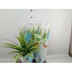 Chlorophytum com. 'Variegatum'