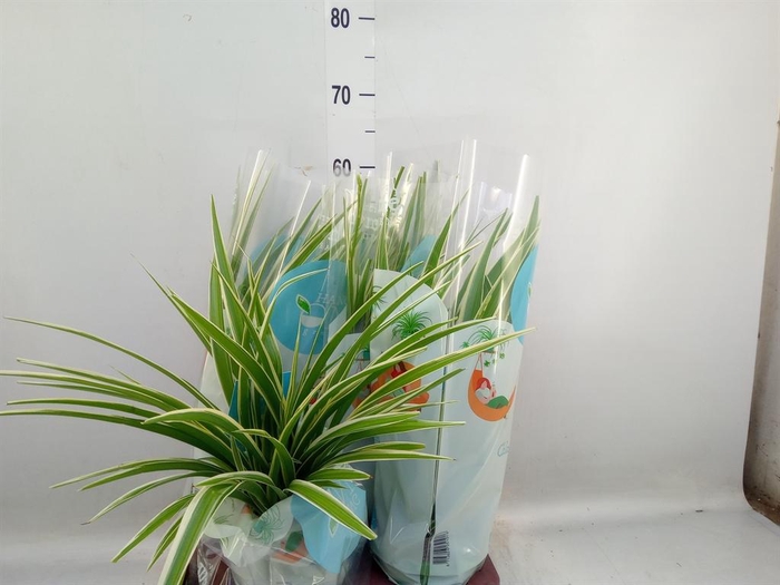 <h4>Chlorophytum com. 'Variegatum'</h4>