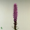 Liatris Spicata