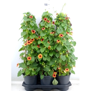 Thunbergia alata
