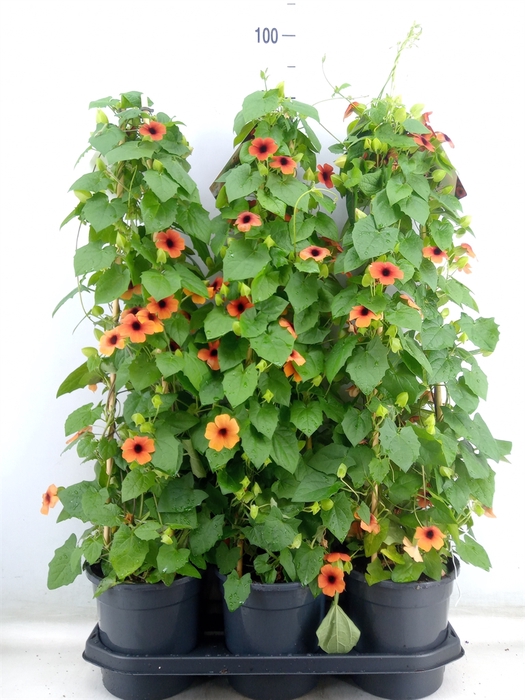 <h4>Thunbergia alata</h4>
