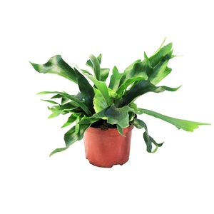 Platycerium Alcicorne (Hertshoorn)