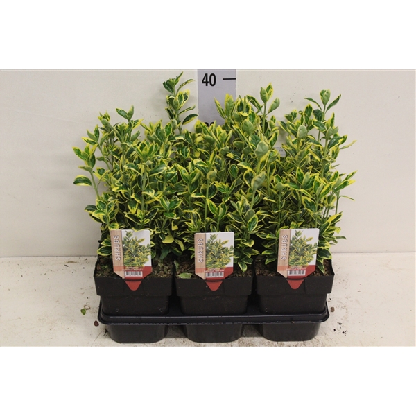 <h4>Euonymus japonicus Marieke P17 potgekweekt</h4>