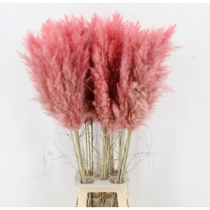 CORTA SELLOAN KLB H%