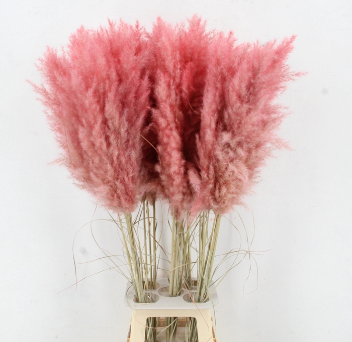 <h4>CORTA SELLOAN KLB H%</h4>