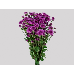 CRISANTEMO SANTINI ORIZABA 080 CM