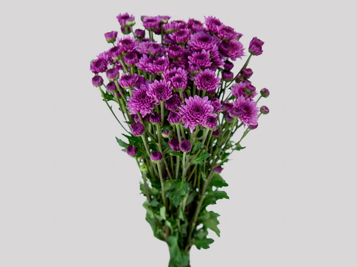 <h4>CRISANTEMO SANTINI ORIZABA 080 CM</h4>